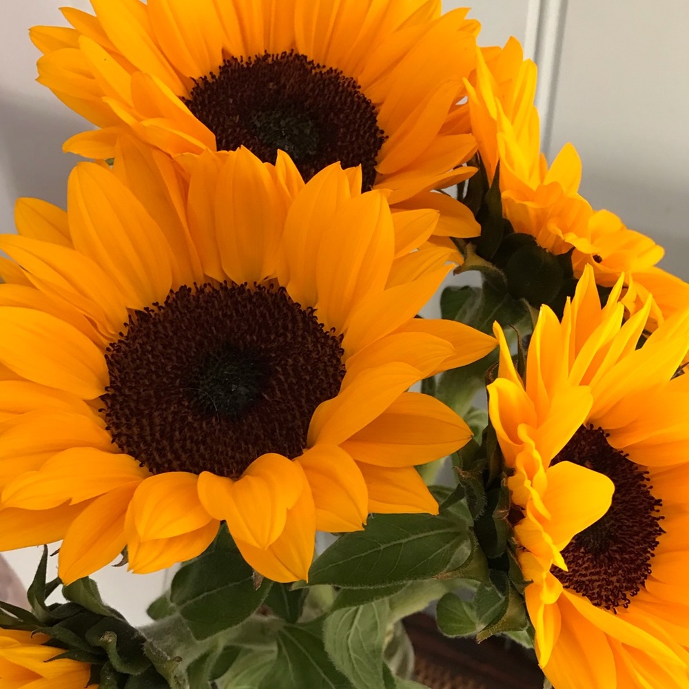 Meet your Posher, kajools